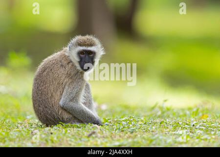 Ein vervetter Affe (Chlorocebus pygerythrus), der sich im Park entspannt Stockfoto