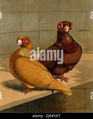 Rot und Gelb Englisch Barb oder Barbary Tauben mit ihren Augen umgeben von markanten roten fleischigen Ringen: Hochauflösende Scan von original c. 1880 Chromolithograph-Porträt des britischen Künstlers Joseph Williamson Ludlow (1840-1916) für "The Illustrated Book of Pigeons with Standards for Judging", auch bekannt als "Cassell's Pigeon Book". Der seltene Band, der 1876 von Cassell, Petter und Galpin aus London, Paris und New York herausgegeben wurde, wurde von Robert Fulton geschrieben und von Lewis Wright herausgegeben. Stockfoto