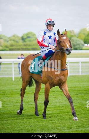 Jockey Callum Rodriguez über What's the Story auf der Pferderennbahn von York. Stockfoto