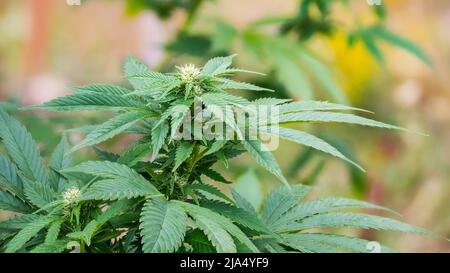 Schöne weiß blühende weibliche Cannabispflanze Detail mit grünen Serrateblättern. Anbau von üppigem Hanf mit Bokeh in farbigem, unscharfem Hintergrund. Stockfoto
