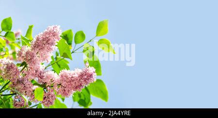 Banner. Wunderschöne Fliederblüten mit selektivem Fokus gegen den Himmel. Für Text platzieren. Selektiver Fokus. Stockfoto