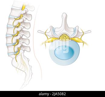 Beschriftete anatomische Llustration mit Lendenwirbelsäule und Lendenwirbel Stockfoto