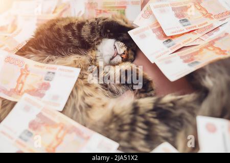 Eine niedliche gestreifte Katze schläft süß in fünftausend Rubel-Banknoten. Weichfokus. Sehen Sie Reichtum im Traum Stockfoto