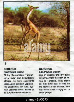 Türkischer Kaugummieinsatz. Wilde Tiere. 1980s. Stockfoto