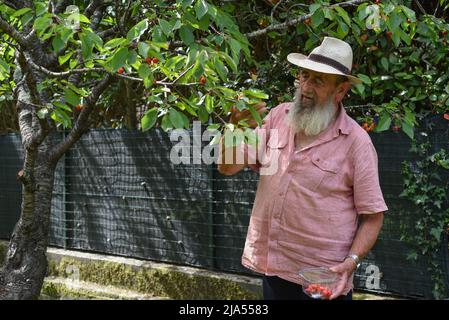 Ältere kaukasische Bauern sammeln im Gemüsegarten Sauerkirschen. Stockfoto