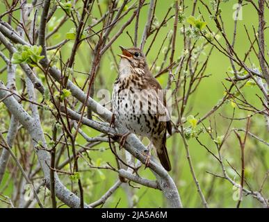 Song Thrush, Turdus philomelos singen in einem Baum, Nordwestschottland. Stockfoto