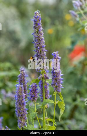 Agastache rugosa ist eine Heil- und Zierpflanze. Sie sind allgemein bekannt als Korean Mint. Kräuter im Garten. Stockfoto