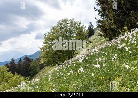 Weiße Narzissenblüten auf dem Golica-Berg im Karawanken-Gebirge, Slowenien Stockfoto