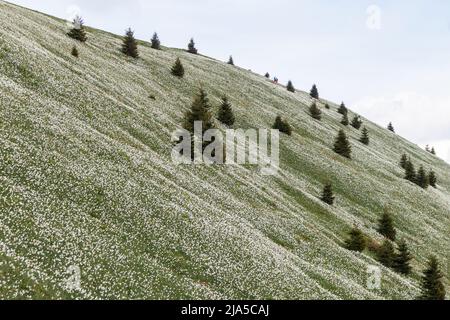 Weiße Narzissenblüten auf dem Golica-Berg im Karawanken-Gebirge, Slowenien Stockfoto