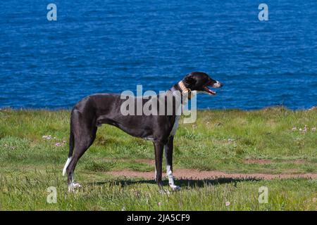 Greyhound auf einem Klippenpfad mit blauem Meer dahinter Stockfoto