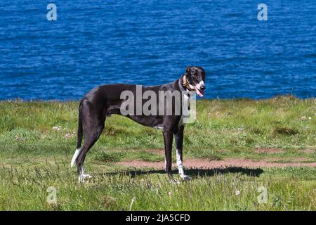 Greyhound auf einem Klippenpfad mit blauem Meer dahinter Stockfoto