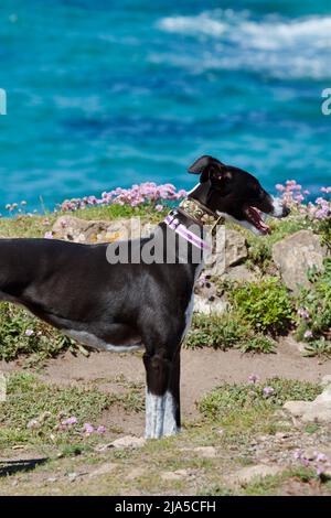 Greyhound auf einem Klippenpfad mit blauem Meer dahinter Stockfoto