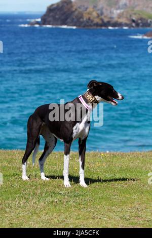 Greyhound auf einem Klippenpfad mit blauem Meer dahinter Stockfoto