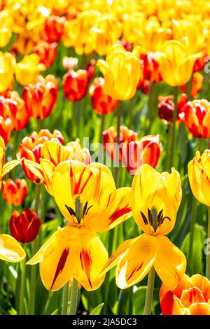 Farbenfrohe rote und gelbe Tulpen in einem Garten während des Tulpenfestivals in Ottawa Stockfoto