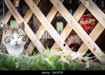 Eine junge Farmkatze beobachtet im Käfig gesperrte Hühner, die durch einen Holzzaun fressen, der für städtische Hühner in Alberta, Kanada, gebaut wurde Stockfoto