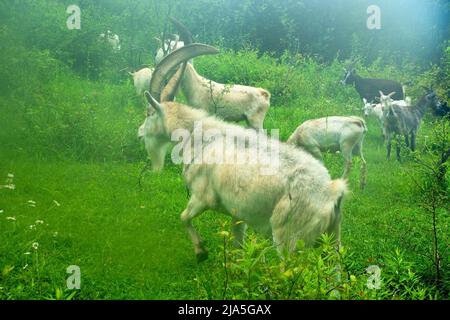 Ziegenherde auf der Wiese im Nebel in Abchasien Stockfoto