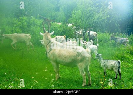 Ziegenherde auf der Wiese im Nebel in Abchasien Stockfoto