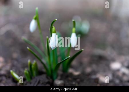 Symbol des Frühlingserwachens. Die ersten Frühlingsblumen von Schneeglöckchen Stockfoto