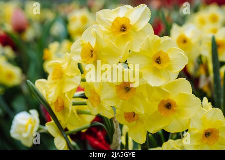 Erstaunliche gelbe Narzissen Blumenfeld in der Morgensonne. Das perfekte Bild für Frühlingshintergrund, Blumenlandschaft Stockfoto