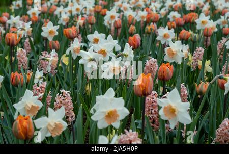Weiße Narzissen, orangefarbene Tulpen und Hyazinthen auf einer Frühlingswiese. Stockfoto