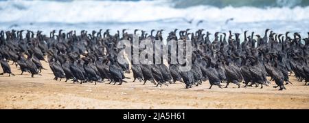 Namibia, Tausende Kormorane an der Küste, Skelettküste Stockfoto