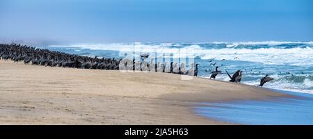 Namibia, Tausende Kormorane an der Küste, Skelettküste Stockfoto