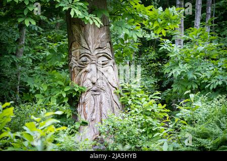 Das Gesicht eines bärtigen Mannes, der auf dem Art Trail in West Blean Woods bei Canterbury in Kent, Großbritannien, in den Stamm eines süßen Kastanienbaums gemeißelt wurde Stockfoto