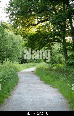 Ein Pfad durch die Wälder in West Blean Woods, Kent Wildlife Trust Site, in der Nähe von Canterbury in Kent Stockfoto