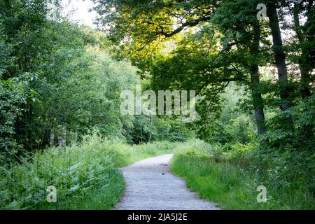 Ein Pfad durch die Wälder in West Blean Woods, Kent Wildlife Trust Site, in der Nähe von Canterbury in Kent Stockfoto