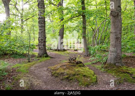 Moosige Banken und ein Pfad durch den Wald bei Blean Woods RSPB, Kent, Großbritannien Stockfoto