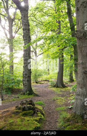 Moosige Banken und ein Pfad durch den Wald bei Blean Woods RSPB, Kent, Großbritannien Stockfoto