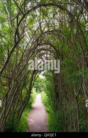 The Willow Walkway on the Art Trail at West Blean Woods, Kent, UK Stockfoto