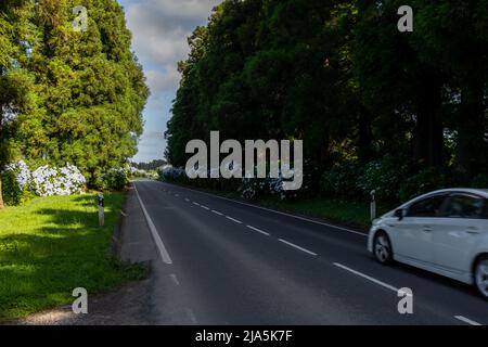 Große Bäume am Straßenrand mit vorbeifahrenden Autos, am Straßenrand von São Miguel, Azoren - Portugal Stockfoto