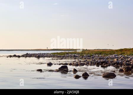 Die Küste von Hirsholmene, Abendlicht; Dänemark Stockfoto