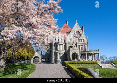 Craigdarroch Castle außen mit voller Kirschblüte während der Frühjahrssaison. Victoria, BC, Kanada. Stockfoto