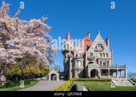 Craigdarroch Castle außen mit voller Kirschblüte während der Frühjahrssaison. Victoria, BC, Kanada. Stockfoto