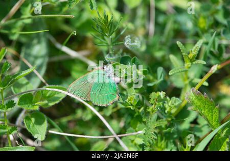 Grüner Haarstreifen (Callophrys rubi), eine weibliche Eiablage, auch bekannt als Eiablage Stockfoto