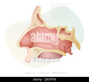 Nasal Cavity Anatomy - Stockillustration als EPS 10 Datei Stock Vektor
