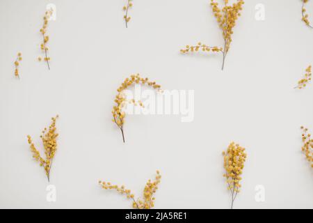 Blumenzusammensetzung. Gelbe Mimosenblüten auf weißem Hintergrund Stockfoto