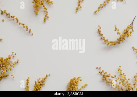 Blumenzusammensetzung. Gelbe Mimosenblüten auf weißem Hintergrund Stockfoto