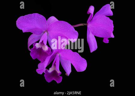 3 isolierte rosa Irisblüten auf schwarzem Hintergrund. Speicherplatz Kopieren Stockfoto