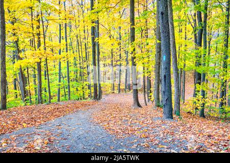 Waldweg im Herbst mit Baumblättern wechselnden Farben. Bruce Side Trail in Hamilton, Ontario, Kanada. Stockfoto