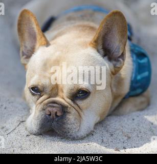 Die französische Bulldogge in Sand Box ist ein „slaty Red Tan“-Männchen. Stockfoto