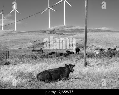 Eine Herde Kühe hält auf dem Windpark gutes Weidemanagement Stockfoto