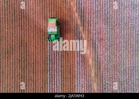 Luftaufnahme über einem Baumwolltraktor auf einem Baumwollfeld in Australien, das die Reihen schneidet. Stockfoto