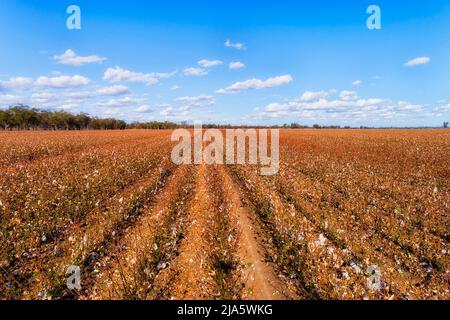 Brauner roter Boden des australischen Outbackt auf kultiviertem Feld von Baumwollpflanzen in voller Blüte zur Erntezeit. Stockfoto