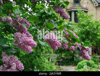 Flieder mit bunten Blüten, violette Zentren mit weißen Rändern, Rebsorte namens Sensation Stockfoto