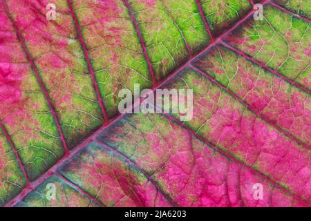 Poinsettiablatt (Eforbia pulcherrima) abstrakte Makro-, Grün- und Rosa-Farben und Texturdetails. Stockfoto