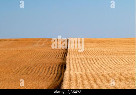 Teilweise geerntetes Weizenfeld in Montana, USA Stockfoto