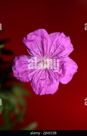 Lila Blume blüht Nahaufnahme botanischen Hintergrund Geranium platypetalum Familie Geraniaceae große Größe floralen Druck hohe Qualität Stockfoto